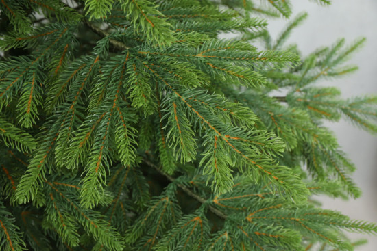 Umelý stromček Smrek Natura Exclusive 250 cm