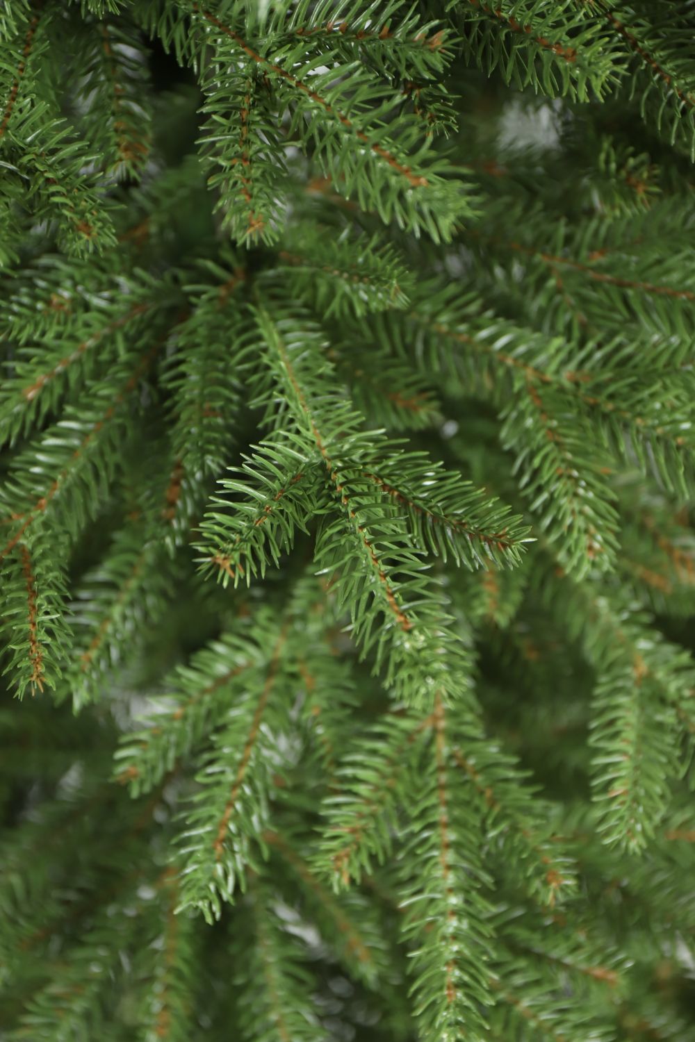 Vianočný stromček Smrek prírodný na pni 220 cm