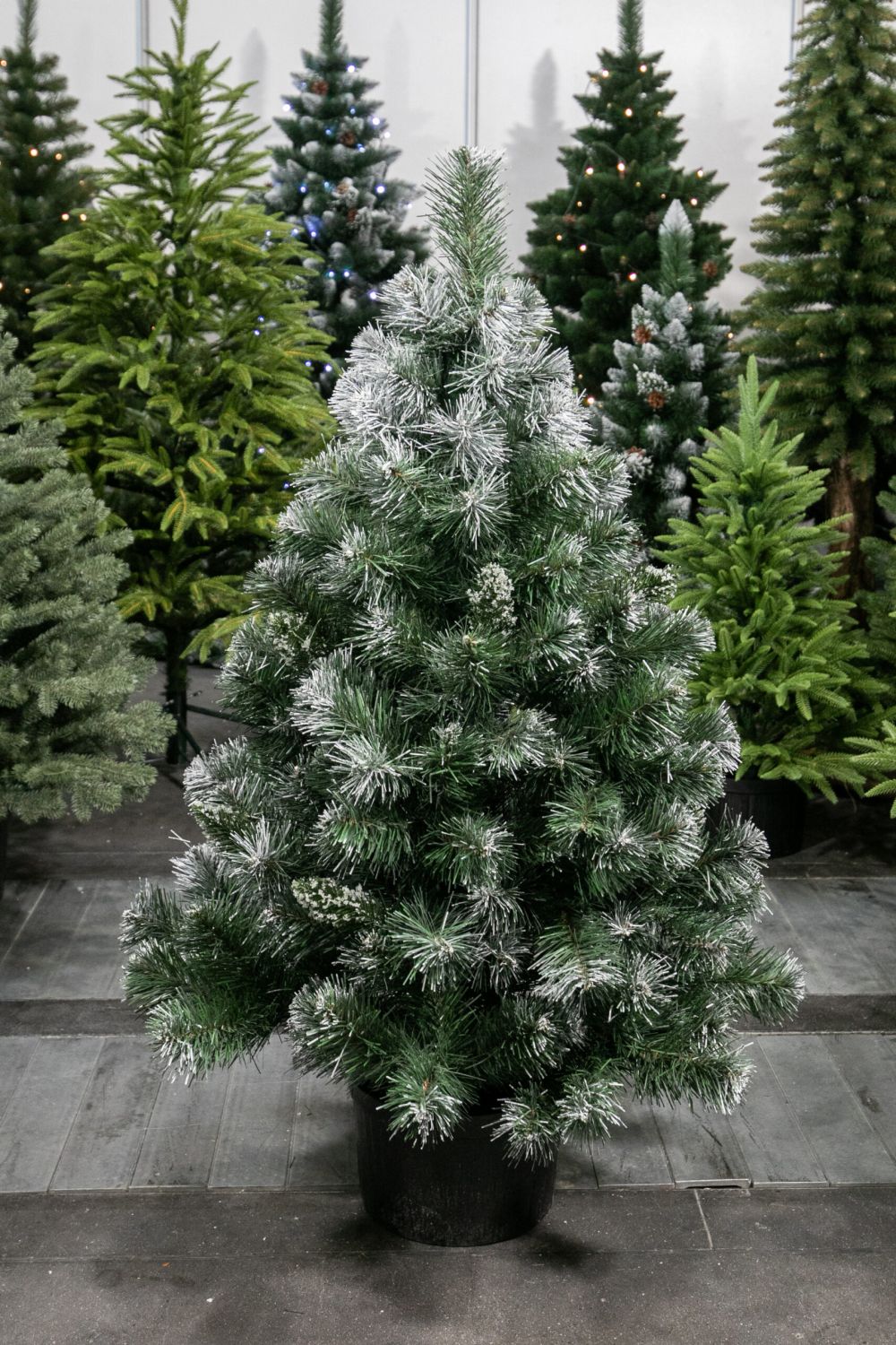 Vianočný stromček v kvetináči Borovica EIRA 80 cm