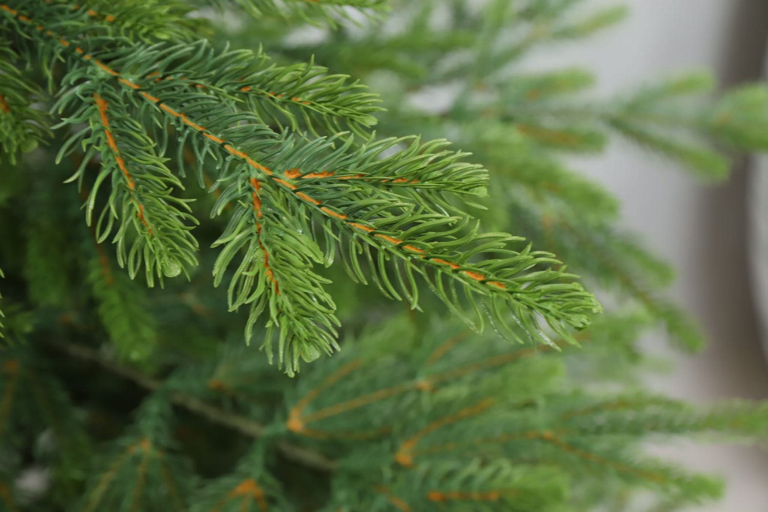 Umelý stromček Smrek Natura Exclusive 250 cm