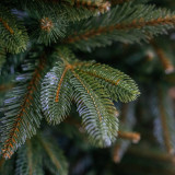 Vianočný stromček Smrek NOEL 300 cm