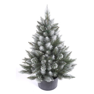 Vianočný stromček v kvetináči Smrek MONTANA 80 cm